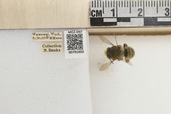 Media type: image;   Entomology 791602 Aspect: labels
